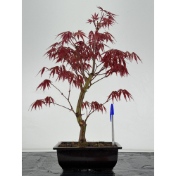 Acer palmatum beni kagami I-6961