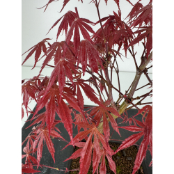 Acer palmatum beni kagami I-6961 view 3