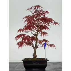 Acer palmatum beni kagami I-6962