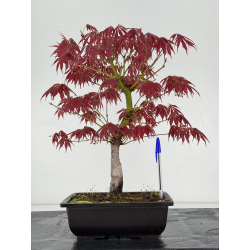Acer palmatum oshu-beni I-6963