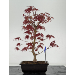 Acer palmatum beni kagami I-6964