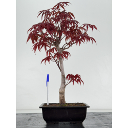 Acer palmatum shojo nomura I-6965