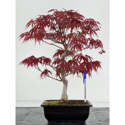Acer palmatum beni kagami I-6966