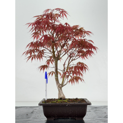 Acer palmatum beni kagami I-6968
