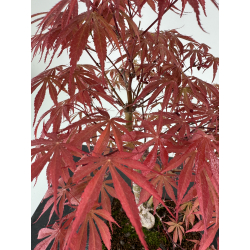 Acer palmatum beni kagami I-6968 vista 3