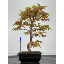 Acer palmatum I-6970