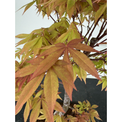 Acer palmatum I-6970 vista 3