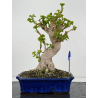 Ginkgo biloba I-6974