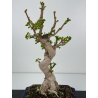 Ginkgo biloba I-6976 vista 2