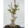 Ginkgo biloba I-6976 vista 3