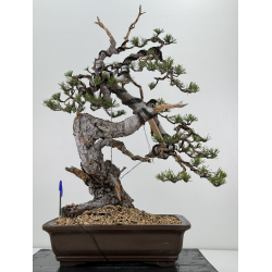 Pinus sylvestris - pino silvestre europeo - I-6977