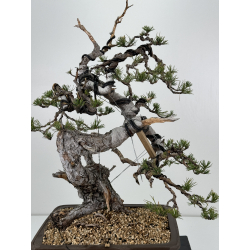 Pinus sylvestris I-6977 view 2