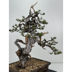 Pinus sylvestris I-6977 view 3