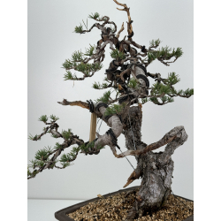 Pinus sylvestris I-6977 view 6