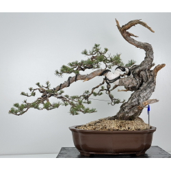 Pinus sylvestris - pino silvestre europeo - I-6978