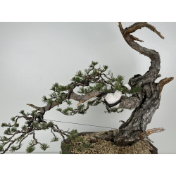 Pinus sylvestris - pino silvestre europeo - I-6978 vista 2