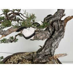 Pinus sylvestris - pino silvestre europeo - I-6978 vista 3