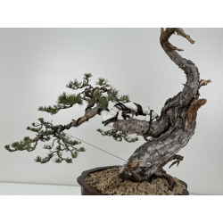 Pinus sylvestris - pino silvestre europeo - I-6978 vista 4