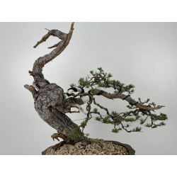 Pinus sylvestris - pino silvestre europeo - I-6978 vista 6