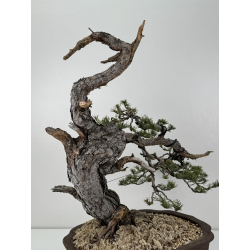 Pinus sylvestris - pino silvestre europeo - I-6978 vista 5