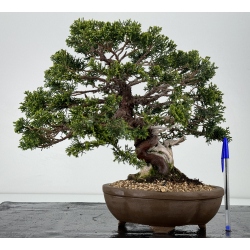 Juniperus chinensis itoigawa I-6979