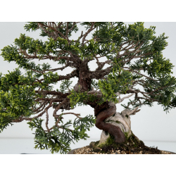 Juniperus chinensis itoigawa I-6979 vista 2