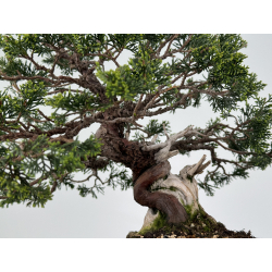 Juniperus chinensis itoigawa I-6979 vista 3