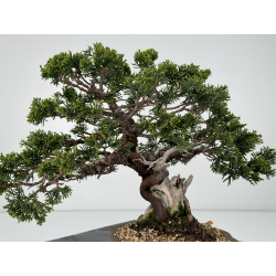 Juniperus chinensis itoigawa I-6979 vista 4