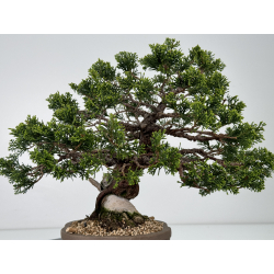 Juniperus chinensis itoigawa I-6979 vista 6