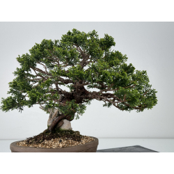 Juniperus chinensis itoigawa I-6979 vista 5