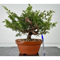 Juniperus chinensis itoigawa I-6980
