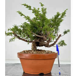 Juniperus chinensis itoigawa I-6981