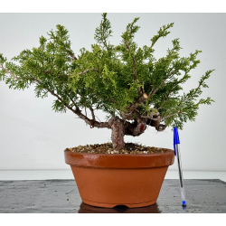 Juniperus chinensis itoigawa I-6982
