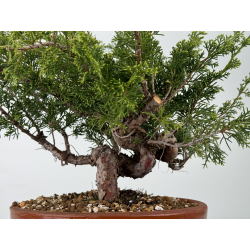 Juniperus chinensis itoigawa I-6982 vista 2