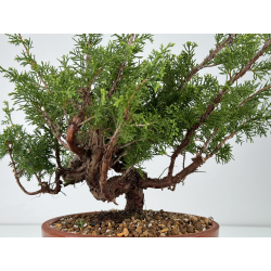 Juniperus chinensis itoigawa I-6982 vista 3