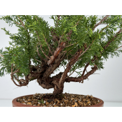 Juniperus chinensis itoigawa I-6982 vista 4