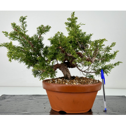 Juniperus chinensis itoigawa I-6983