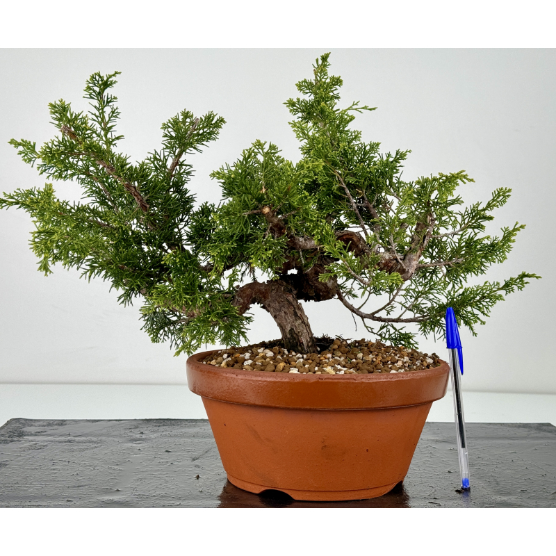 Juniperus chinensis itoigawa I-6983