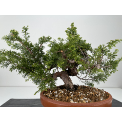 Juniperus chinensis itoigawa I-6983 view 2