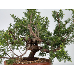 Juniperus chinensis itoigawa I-6983 view 3