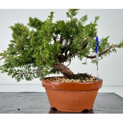 Juniperus chinensis itoigawa I-6984