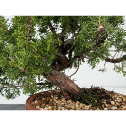Juniperus chinensis itoigawa I-6984 vista 2