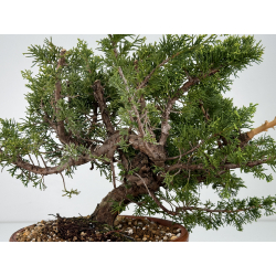Juniperus chinensis itoigawa I-6984 vista 3