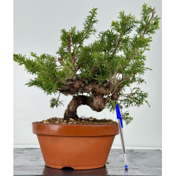 Juniperus chinensis itoigawa I-6984B