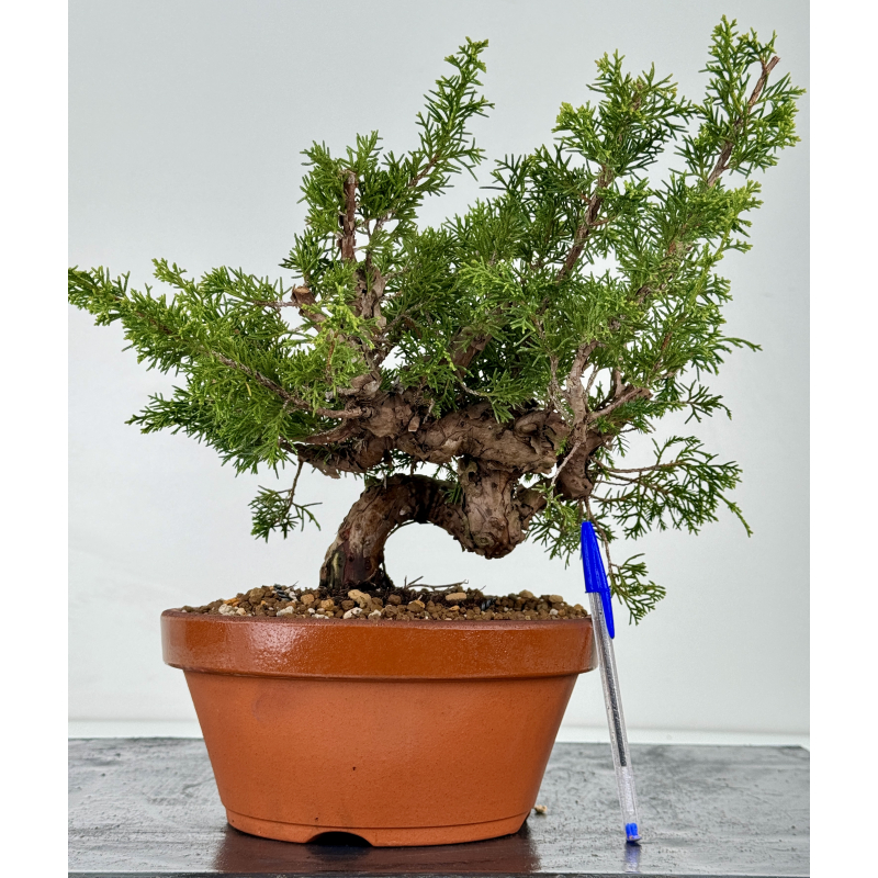 Juniperus chinensis itoigawa I-6984B