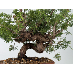 Juniperus chinensis itoigawa I-6984B view 2