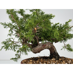 Juniperus chinensis itoigawa I-6984B view 3