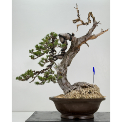Pinus sylvestris - pino silvestre europeo - I-6985