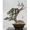 Pinus sylvestris - pino silvestre europeo - I-6985