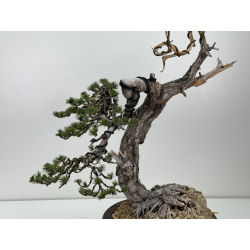 Pinus sylvestris - pino silvestre europeo - I-6985 vista 2